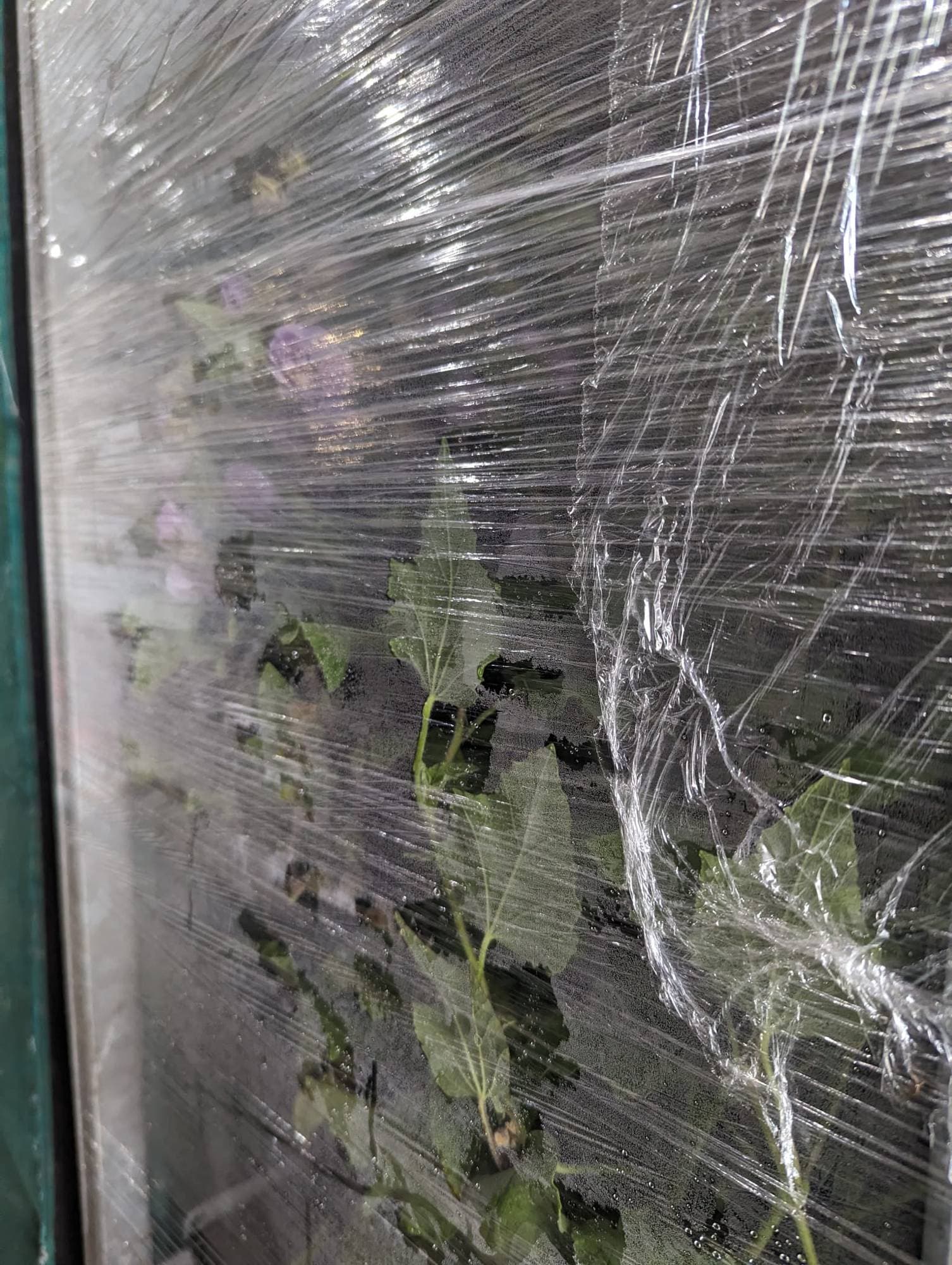 What happens under SOLID film: condensation soaks the load — Aerosonic's perforation prevents this